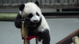 [Động vật]Video cuối cùng của chú gấu trúc Xing Qing