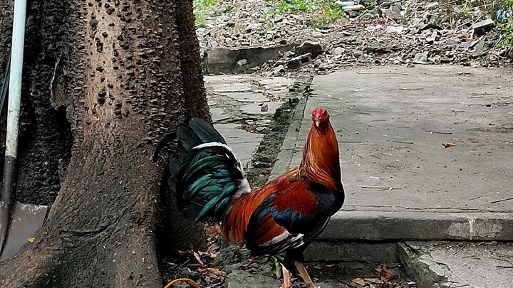 pure golden boy sweater aej line