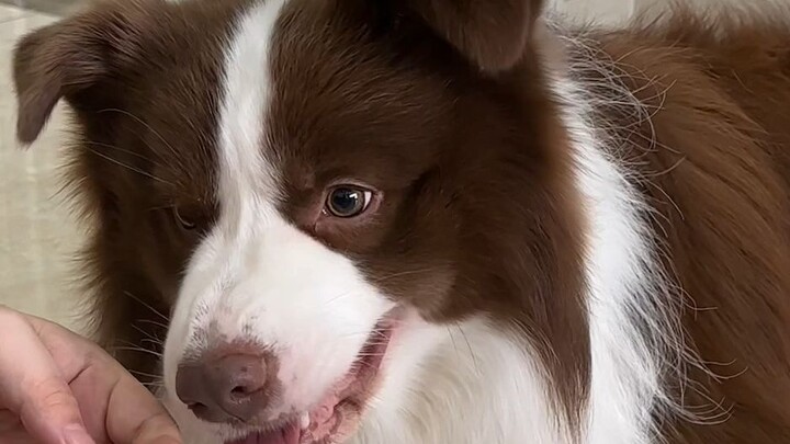 The puppy's reaction when pretending to apply medicine