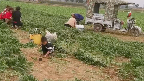 In Ruzhou, Henan, a farmer let neighbors dig up 4 mu of spinach for free—selling it didn't even cove