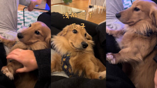 我真的只放一下