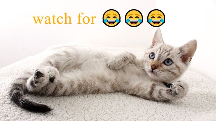 Funniest Animals 2023 Funniest Cats and Dogs Part 01 - Life Pawty