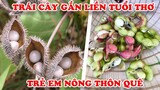 10 Loại Trái Cây Gắn Liền Tuổi Thơ Trẻ em Nông Thôn Việt Nam