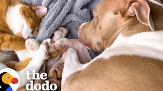 Kitten Comforts Pit Bull ใครกลัวการอาบน้ำ The Dodo Odd Couples