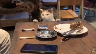 Long-press the video to support the kitten