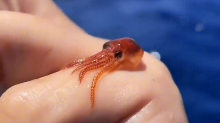 Saat sedang mencari kerang di pantai, seorang pria paruh baya dari luar negeri bersama keluarganya m