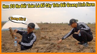 Quanglinhvlogs || Hơn 20 Ha Đất Toàn Là Rễ Cây Trên Đất Quang Linh Farm - Nan Giải !!!