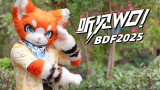 【兽装舞蹈】两天扒完全曲？！BDF2025《听见WO!》全曲速翻 by 瑞狩