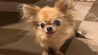 สัตว์ตลก 😺🐶 สัตว์ตลก สุนัข แมวตลก แมวตลก สัตว์ตลก 6