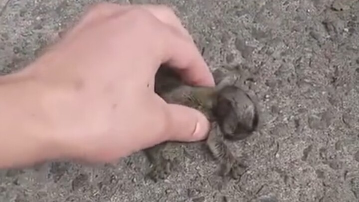 I found a baby white-eared woolly monkey and returned it to its mother.