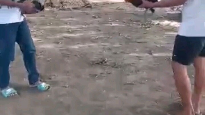 6 mos old peruvian navajero buyugen first spar.