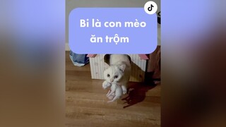 Tui sợ Bi nó cắn con nó nên ngày nào cũng phải thức canh 😭 nhacona mèo xuhuong cat meow trending