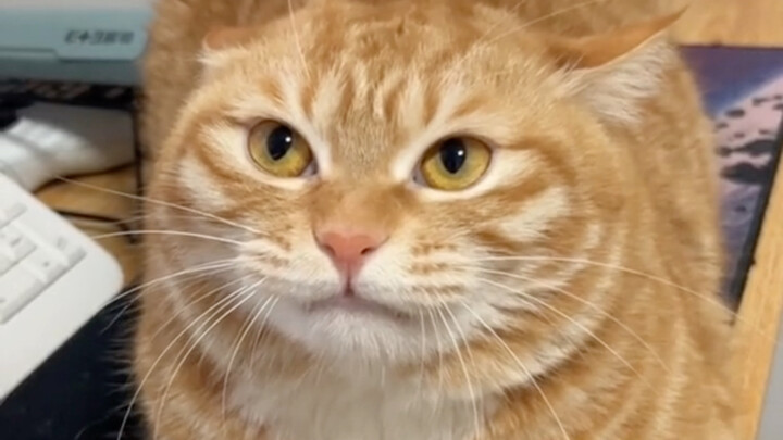 ไม่มีใครบอกฉันเลยว่าแมวส้มจะโตขึ้นแล้วหน้าตาเป็นแบบนี้!