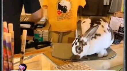 Rabbit: Little Rabbit is at your service!