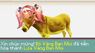 Lừa vàng Ban Moi