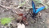 tarantula vs tawon vespa || dunia binatang