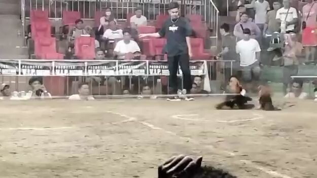 Anu po masasabi nyo sa ginawa Ng sintensyador.