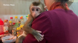 Smart Baby Monkey Mano Sweet Hug Mom During She Prepare To Cook