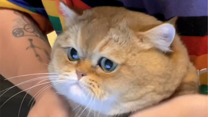 Melihat tatapan mata si kucing, benar-benar seperti dia akan terbang pergi! Hahahaha