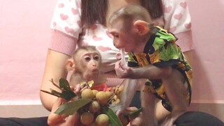 So many fruits for Mino and Coconut monkey
