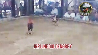 JRP line Goldengrey WIN single fight! So far 10W 1D 1L record! AEJ line, MT Banahaw and JM Fantastic