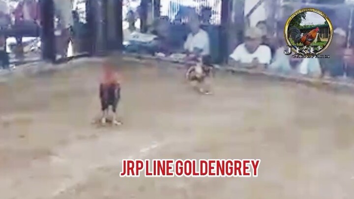 JRP line Goldengrey WIN single fight! So far 10W 1D 1L record! AEJ line, MT Banahaw and JM Fantastic