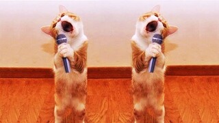 Funniest Cat Videos on the Planet #7 - Best Funny Animal Videos 2022