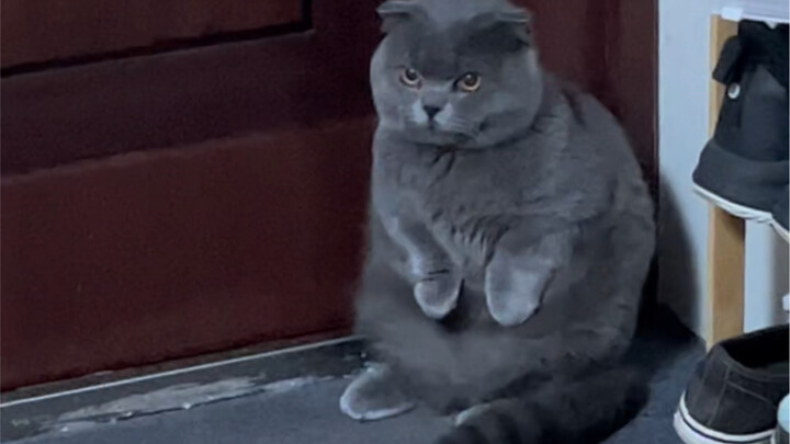 Lonely, weak, but chubby