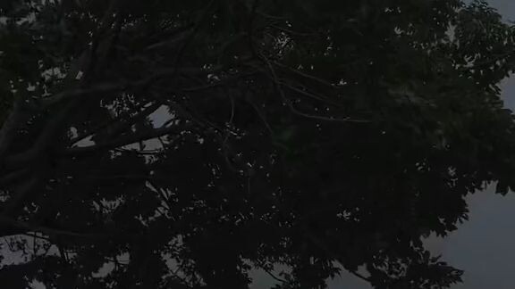🍃