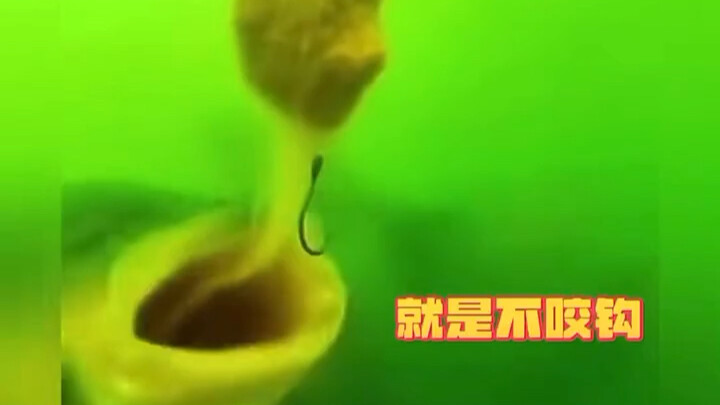 ปลาสมัยนี้เหมือนจะผ่านการฝึกมาเหมือนกันหมด แค่กินอาหารแต่ไม่ยอมกัดเบ็ดเลย