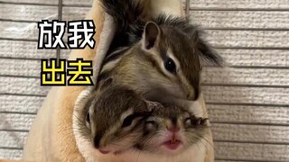 Những video về động vật thật đáng yêu!