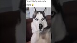 😂funny animal videos that i found for you #34😂