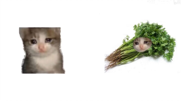 Mèo croissant, nhưng là rau mùi Sơn Đông