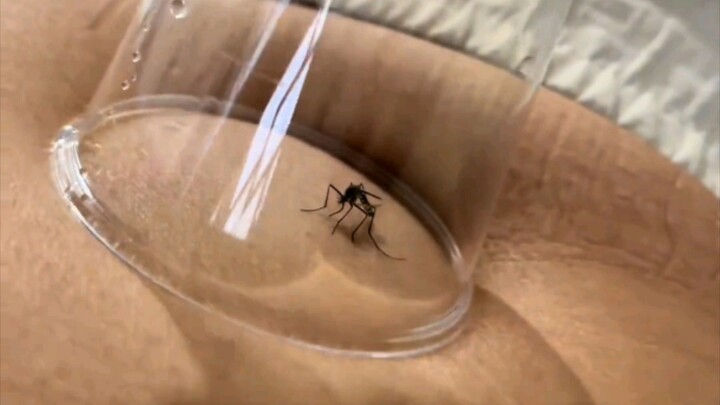 See how I calm down the arrogant mosquitoes