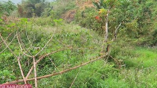 CÁ SUỐI XÀO RAU DỚN _ Fiddleheads Best Recipe