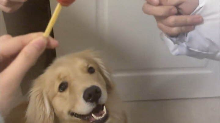 สุนัขแสนดีมักถูกคนอื่นรังแก ฮ่าฮ่าฮ่า