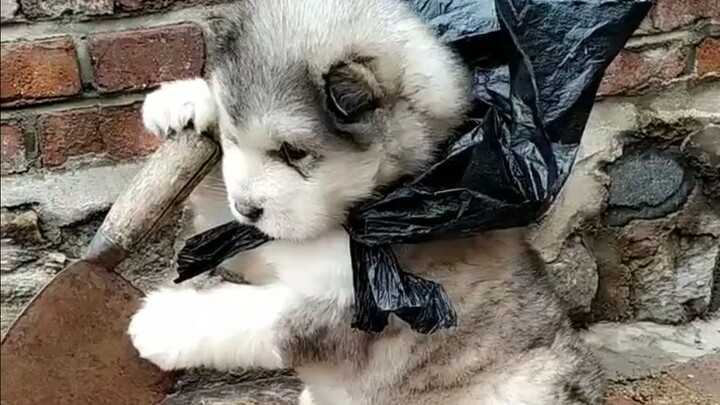 The Story of Hachiko