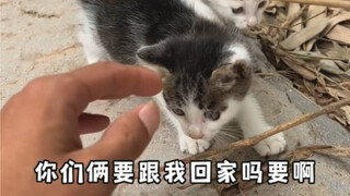 这两只小猫咪好像是妈耶的私生子，但是我没有证据
