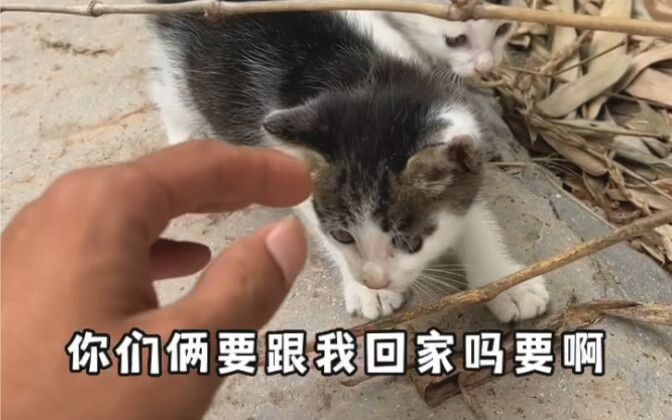 These two little kittens seem like Mom's illegitimate kids, but I have no proof.