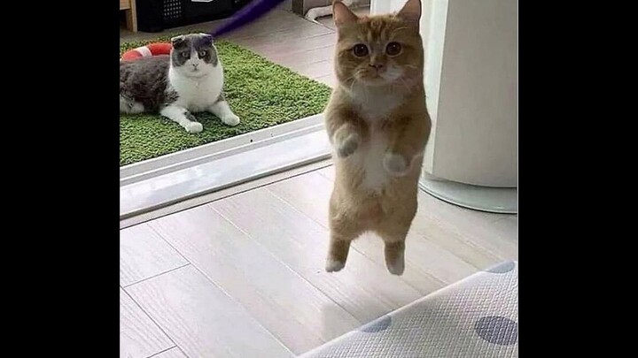 This Pose Isn't Typical Of a Normal Cat