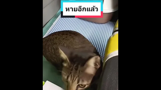 เล่นอยู่ผู้เดียวเฮดเสียแล้วกะโวยวาย😂ไฮเวย์เอ้ย🥰