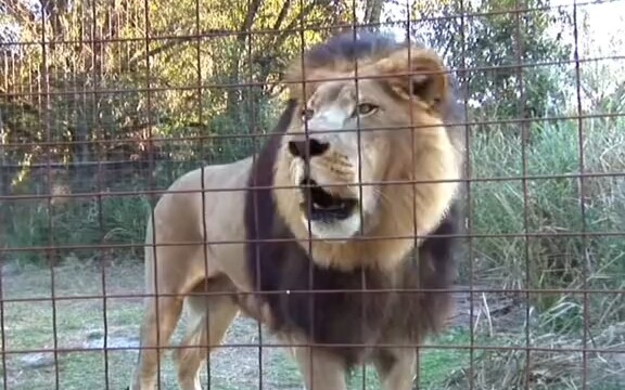 สิงโตและเสือคำรามอย่างไร?