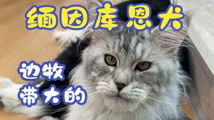 Seberapa "anjing" sih kucing yang dibesarkan bersama border collie?!