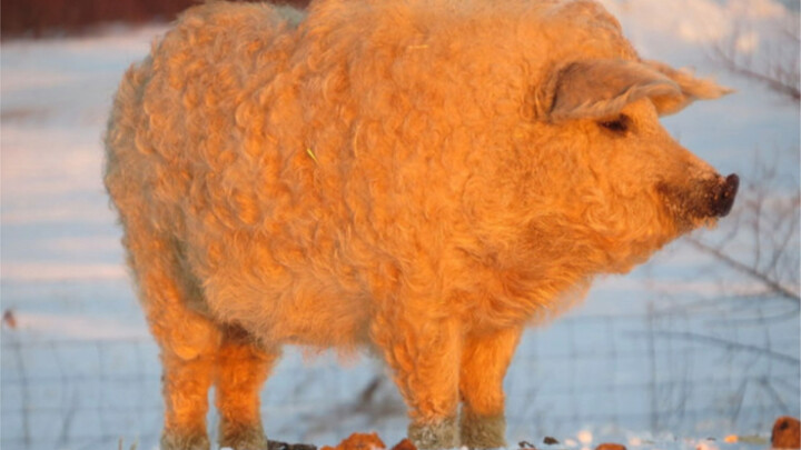 Curly pig is so delicious!