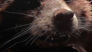 rocket