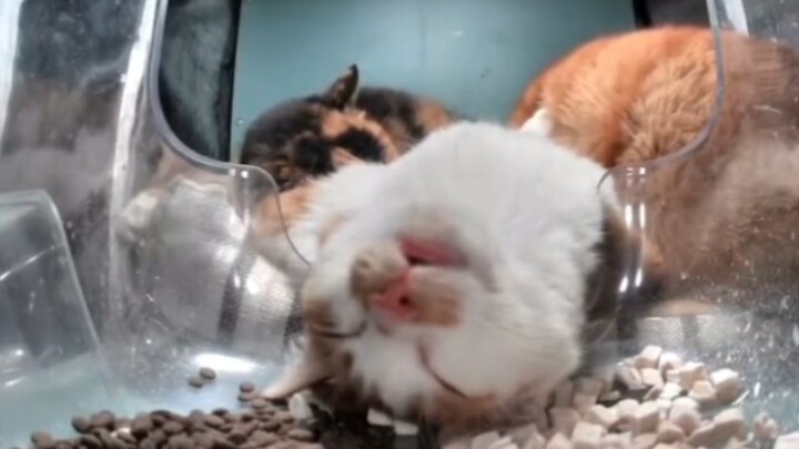 猫：麻麻我晕饭