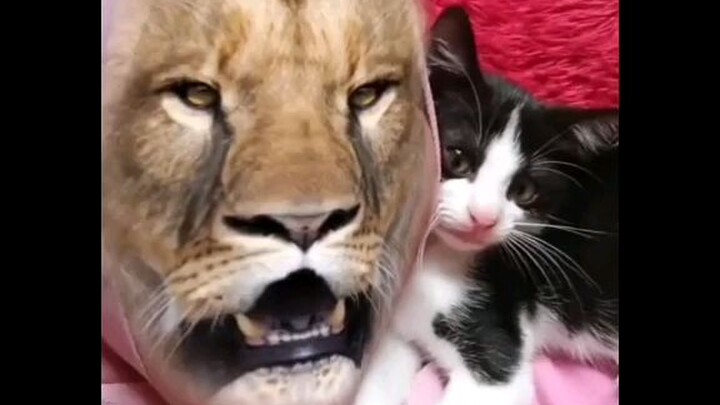 tình huống khó đỡ của những hoàng thượng