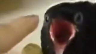 乌鸦核