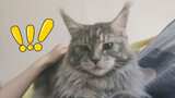 [Động vật] Mèo Maine Coons của các bạn thích áp vào ngực để ngủ không?