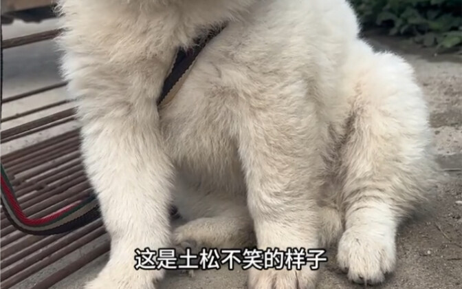 A puppy’s smile will heal your every day.